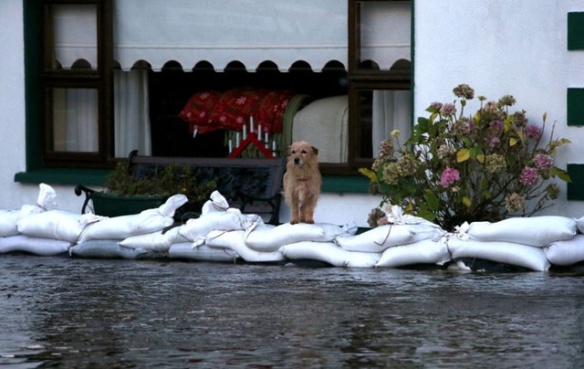 Chó đứng trên bao tải cát được sử dụng để chắn nước lũ trên đường phố ở Carrickobrien, Ireland.