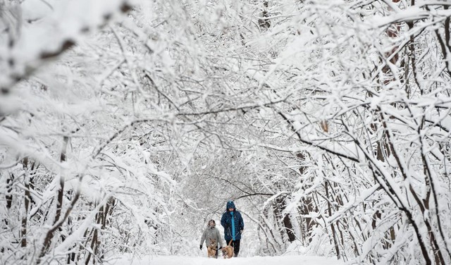 Mọi người dắt chó đi dạo dưới mưa tuyết trong một công viên ở Sofia, Bulgaria.