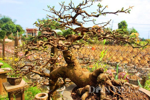 
Theo ông Lý, việc trồng mai bonsai khó hơn so với các loại mai khác vì đòi hỏi nhiều về cách tạo dáng, chăm sóc cẩn thận từng bước một.
