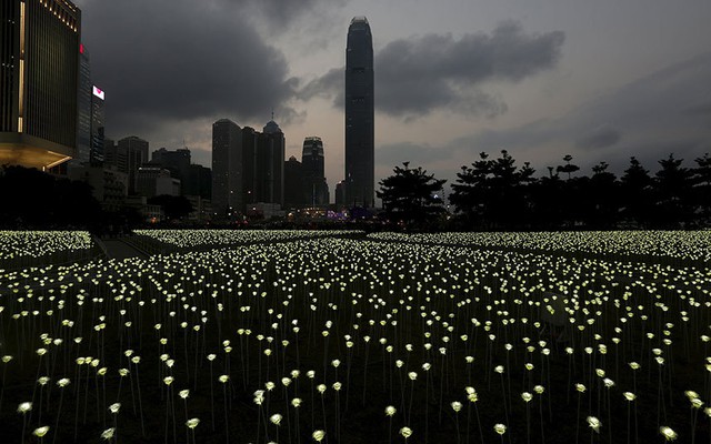 Tổng cộng 25,000 bông hoa hồng ánh sáng được trang trí trước khu phố trung tâm ở Hong Kong.