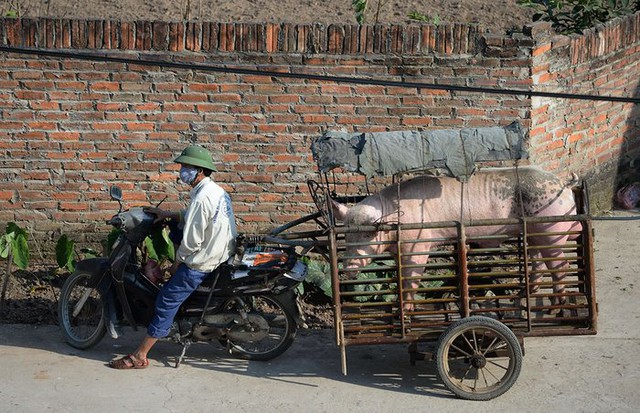 
Người đàn ông làm nghề thụ tinh lợn di động chờ bên ngoài nhà dân ở tỉnh Bắc Ninh, Việt Nam.
