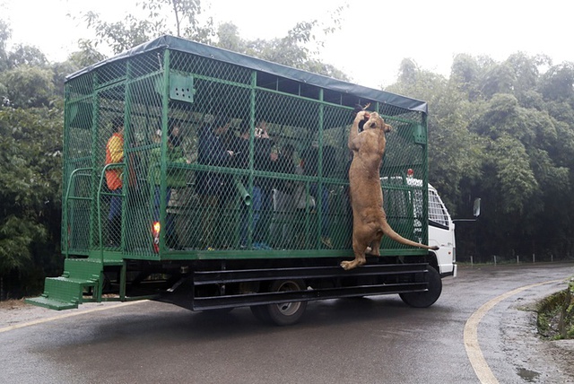 Sư tử nhảy lên vồ một con gà treo trên chiếc xe chuồng đặc biệt để du khách có thể thăm quan thế giới động vật hoang dã tại một công viên ở Trùng Khánh, Trung Quốc.