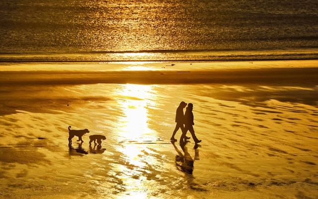 Cặp đôi cùng chó đi dạo trên bãi biển lúc bình minh ở Seaburn, Anh.