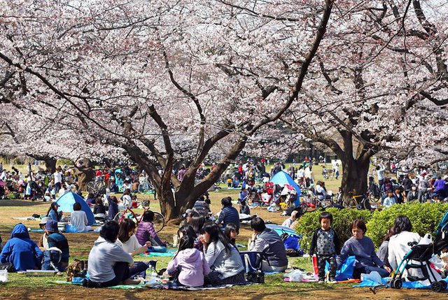 Đám đông tập trung dưới những cây hoa anh đảo đang nở rộ trong công viên Hikarigaoka ở Tokyo, Nhật Bản.