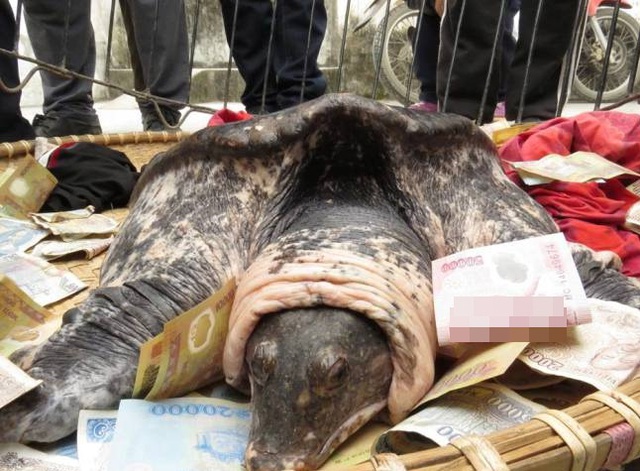 Cá thể nghi là rùa mai mềm được bắt ở Hải Phòng. Ảnh: PLTPHCM.
