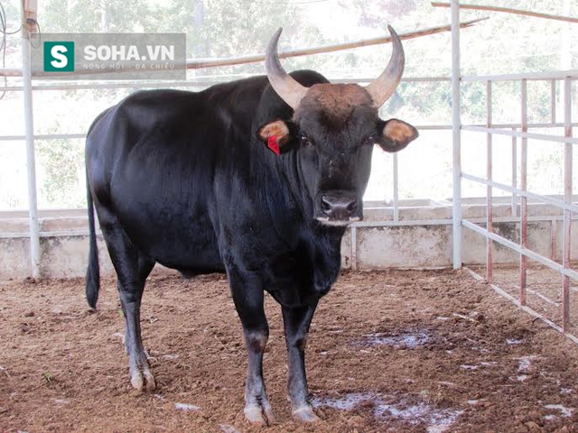 
Còn bò tót lai được 2 năm tuổi nặng gần 700 kg của trại nuôi bò tót lai thực nghiệm, Vườn Quốc gia Phước Bình
