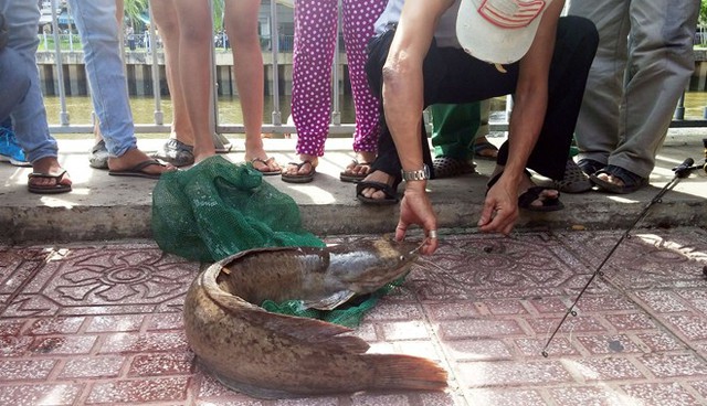 Con cá trê khủng từng được một cần thủ câu được trên sông Nhiêu Lộc. Ảnh: Zing.vn