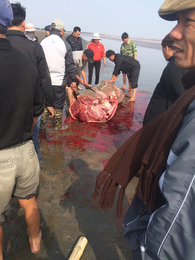 
Người dân đã có hành động xẻ thịt con cá voi (nguồn ảnh facebook).
