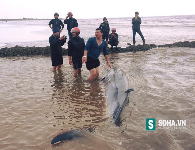 
Con cá voi được người dân xã Bạch Long, huyện Giao Thủy, tỉnh Nam Định cứu sống và đưa ra biển an toàn vào sáng ngày 18/1.
