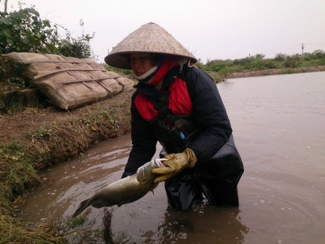 
Người dân tại huyện Thái Thụy đang vớt cá vược chết lên bờ (ảnh người dân cung cấp).
