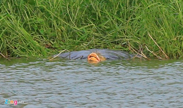 
Chiều 25/3/2014, rùa leo lên gần chân tháp giữa hồ Hoàn Kiếm và nằm im ở bãi cỏ hơn 5 giờ đồng hồ. Ảnh: Zing.vn

