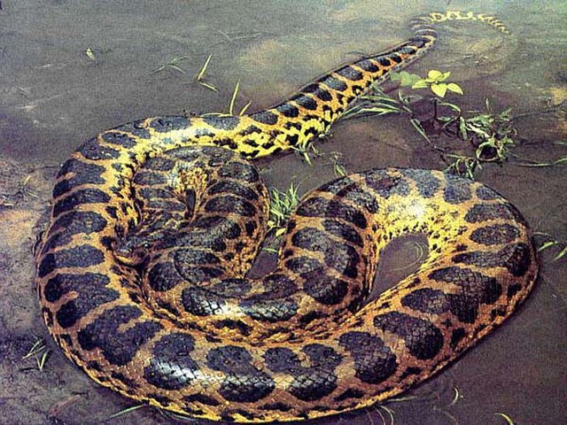 
Con trăn khổng lồ Anaconda được bắt và thả trong chương trình của BBC là con trăn có độ dài khủng nhất từ trước tới giờ - hơn 17 feet (hơn 5.2 mét).
