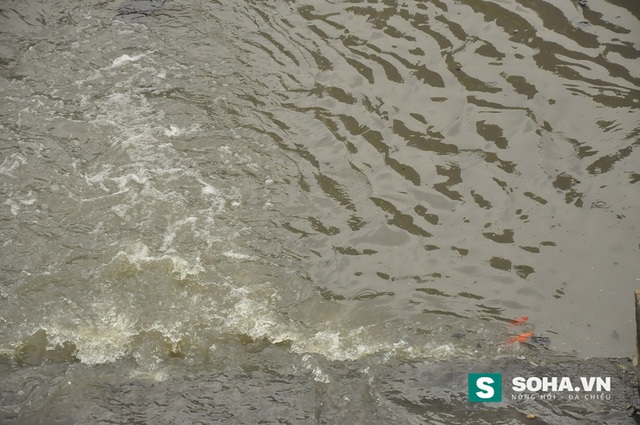 
Chỉ mấy phút sau khi thả xuống sông Tô Lịch, những con cá chép ngoi lên mặt nước thở thoi thóp.
