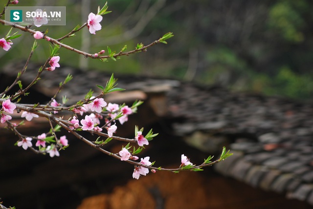 
Mùa xuân về trên mái ngói âm dương dưới những nếp nhà trình tường đắp đất của đồng bào dân tộc vùng cao.
