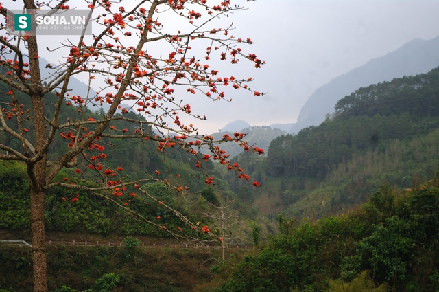 
Tháng ba cũng là thời điểm hoa gạo nở đỏ rực khắp con đường chạy dọc sông Miện từ huyện Quản Bạ đến thị trấn Yên Minh.
