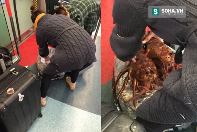 
Hai người phụ nữ cố gắng nhồi nhét hàng chục con tôm hùm vào vali trên tàu điện ngầm.
