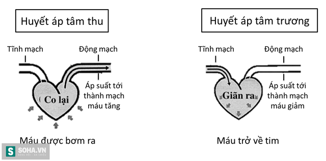 Khái niệm về huyết áp tâm thu, huyết áp tâm trương.