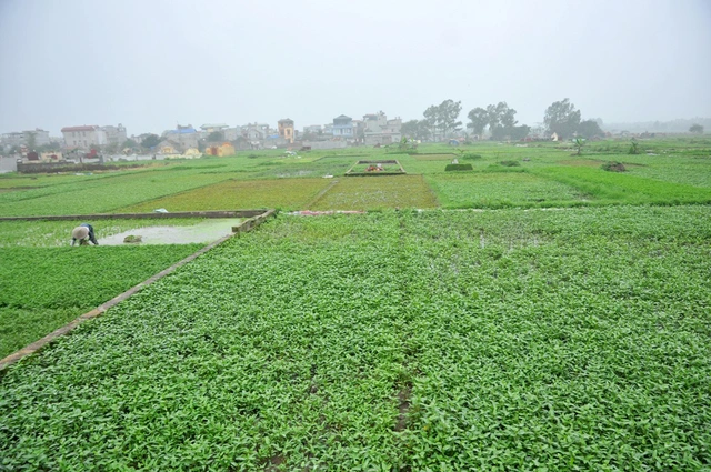 Đa phần diện tích rau xanh tại xã Vĩnh Quỳnh được trồng tại các khu nghĩa trang của xã.