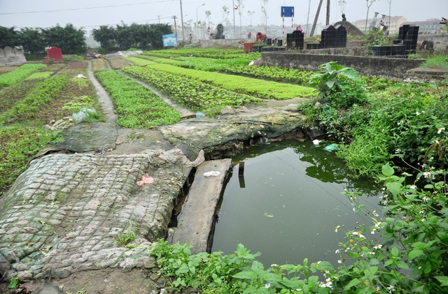 Bên cạnh đó, những vũng nước tù, nước đen ngòm như thế này cũng được dùng là nơi thu, rửa rau mỗi ngày.