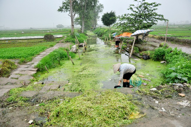 Dòng kênh được người dân tận dụng làm nơi rửa rau.