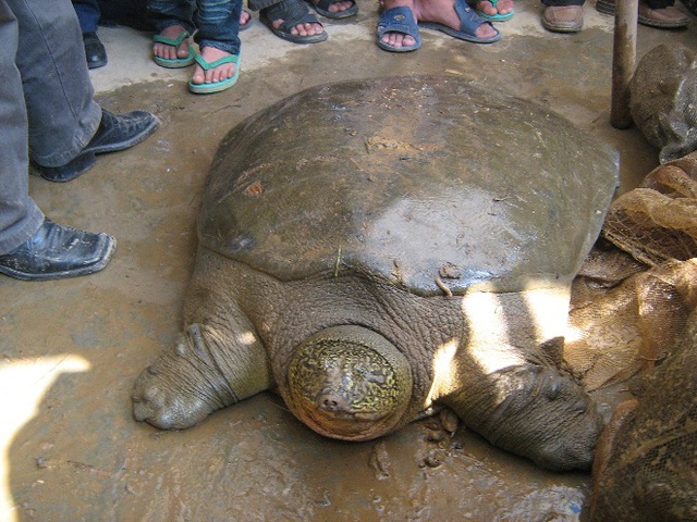 
Ảnh rùa Đồng Mô được cứu hộ năm 2008. Ảnh do chương trình ATP cung cấp.
