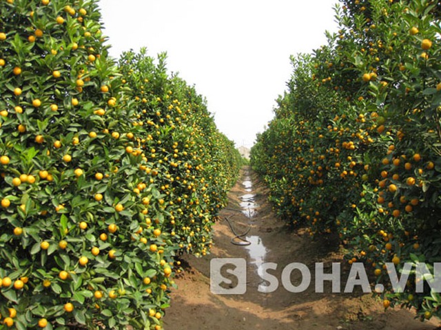 
Cùng với đào, mai, quất là loại cây cảnh được nhiều gia đình chọn chưng trong dịp Tết.
