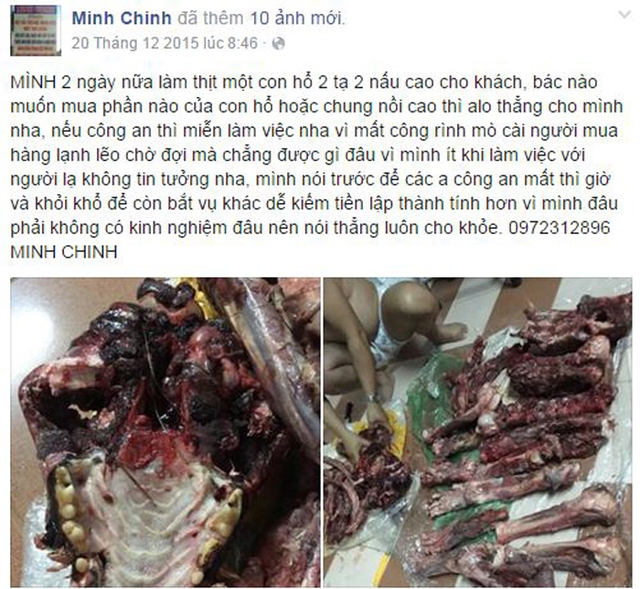 
Trước đó nhiều ngày, Chinh đăng STT thông báo chuẩn bị làm thịt con hổ nặng 2 tạ 2 nấu cao nên khách hàng ai cần thì liên hệ để mua.
