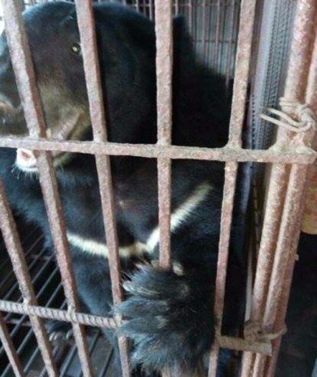 
Nhìn con gấu bị nhốt rất tội nghiệp. Đây có thể là con gấu mà Chinh nuôi ở một nơi bí mật.
