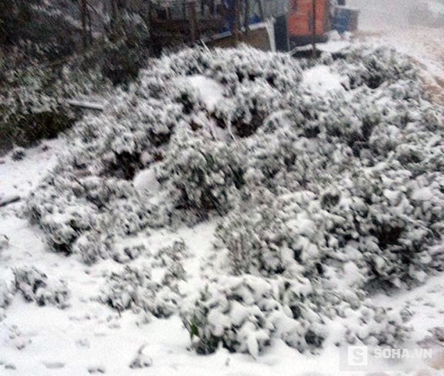 
Các cây cối đều bị phủ 1 màu tuyết trắng.
