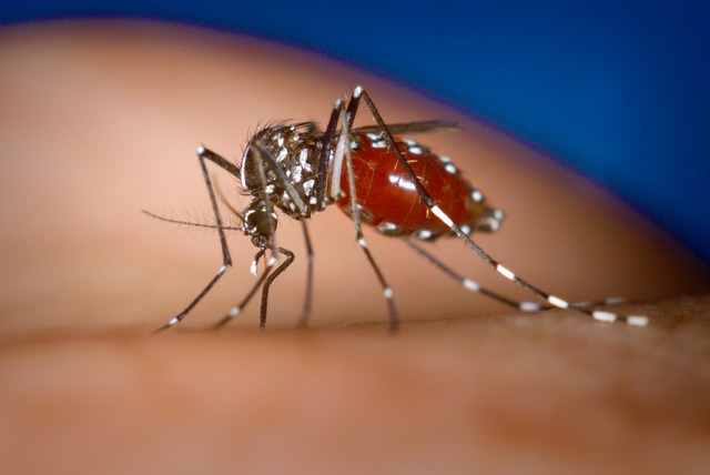 Một con muỗi vằn châu Á Aedes Albopictus.