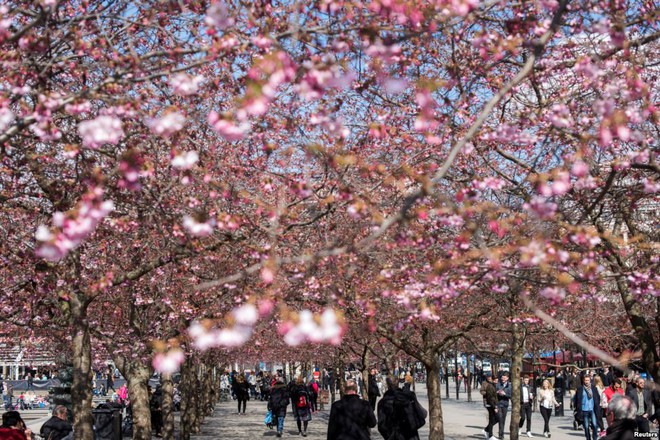 
Mọi người đi dạo dưới những hàng cây hoa anh đào đang nở rộ trong công viên Kungstradgarden ở Stockholm, Thụy Điển.
