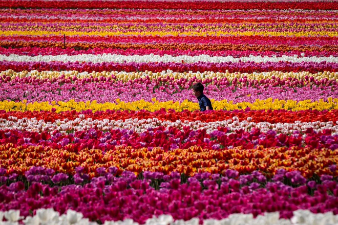 
Cậu bé chạy trên cánh đồng hoa tulip rực rỡ sắc màu tại thành phố Abbotsford, Canada.
