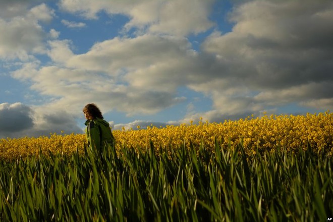 Người phụ nữ đi qua cánh đồng hoa nở vàng dưới hoàng hôn gần Pamplona, Tây Ban Nha.