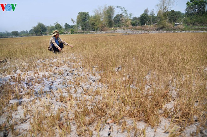 
Anh Trần Quốc Ninh, thôn Tân An, xã Gia Chim, Kon Tum thẫn thờ bên ruộng lúa chết khô dù trước đó đã bỏ ra hơn 40 triệu đồng khoan giếng, đào ao mà vẫn không có nước. Ảnh: VOV
