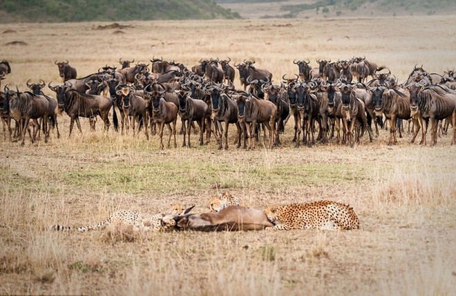 Nhiếp ảnh gia Ingo Gerlach ghi lại cảnh tượng đàn linh dương đầu bò bất lực nhìn đồng loại bị báo đốm xé xác ở khu bảo tồn động vật hoang dã Masai Mara, Kenya.