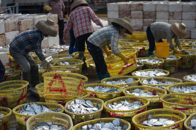 Nghề cá đang ngày càng gặp nhiều khó khăn, ngư dân Tanmen vẫn còn phụ thuộc vào trợ cấp chính phủ