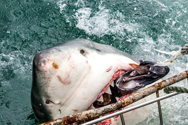 
Nhiếp ảnh gia Rainer Schimpf ghi lại cảnh tượng cá mập trắng lớn lao lên khỏi mặt nước đớp mồi trên thành tàu chở du khách ở ngoài khơi vịnh Mossel, Nam Phi.
