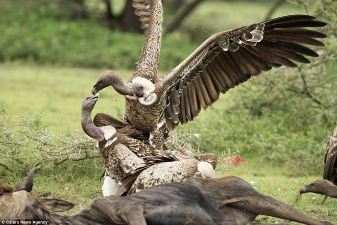 Nhiếp ảnh gia Roie Galitz ghi lại cảnh tượng kền kền hỗn chiến tranh giành thức ăn trong vườn quốc gia Serengeti, Tanzania.