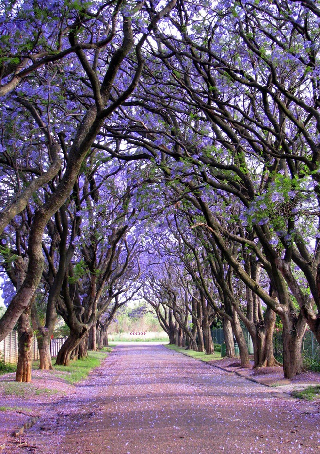 
Cây lan dạ hương, Nam Phi
