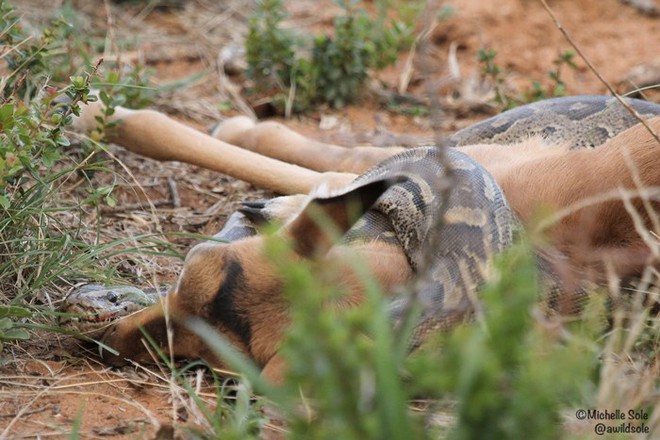 Nhiếp ảnh gia Michelle Sole ghi lại cảnh tượng trăn đá châu Phi siết chết, cắn nuốt linh dương con tội nghiệp trong một khu bảo tồn động vật hoang dã ở Nam Phi.