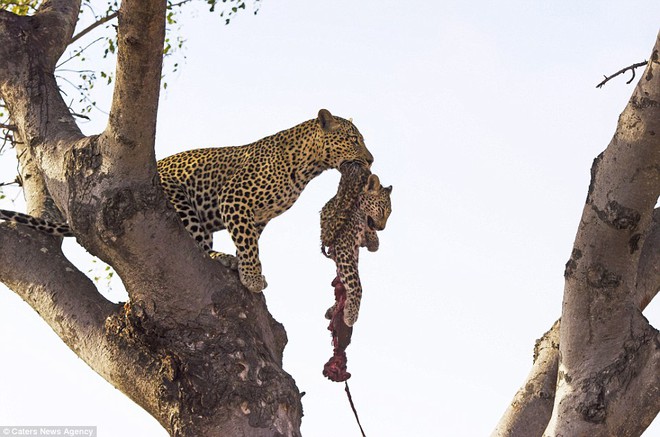 Nhiếp ảnh gia Warrick Davey đã ghi lại cảnh tượng báo gấm đực ăn thịt con của bạn tình để ép giao phối trong một khu bảo tồn động vật hoang dã ở Nam Phi.