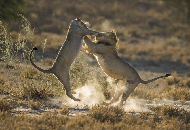 Nhiếp ảnh gia Jaco Marx đã ghi lại được cảnh tượng vợ chồng sư tử kịch chiến vì ghen tuông trong công viên động vật hoang dã Kgalagadi, Botswana.