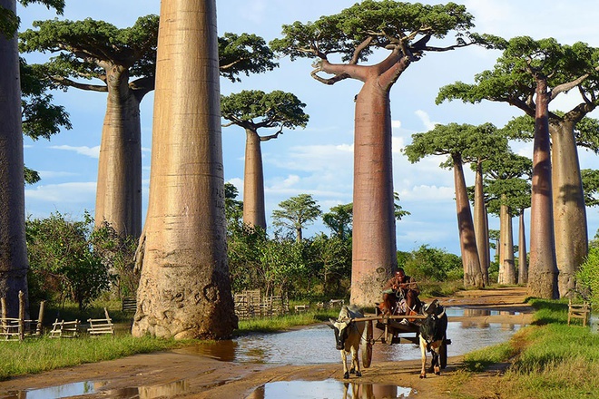
Cây bao báp khổng lồ, Madagascar

