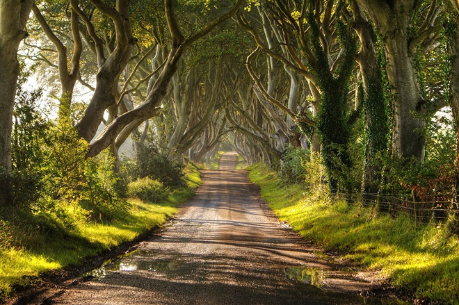
Con đường cây sồi ở Bắc Ai-len. 2 hàng cây như bước ra từ truyện cổ tích.
