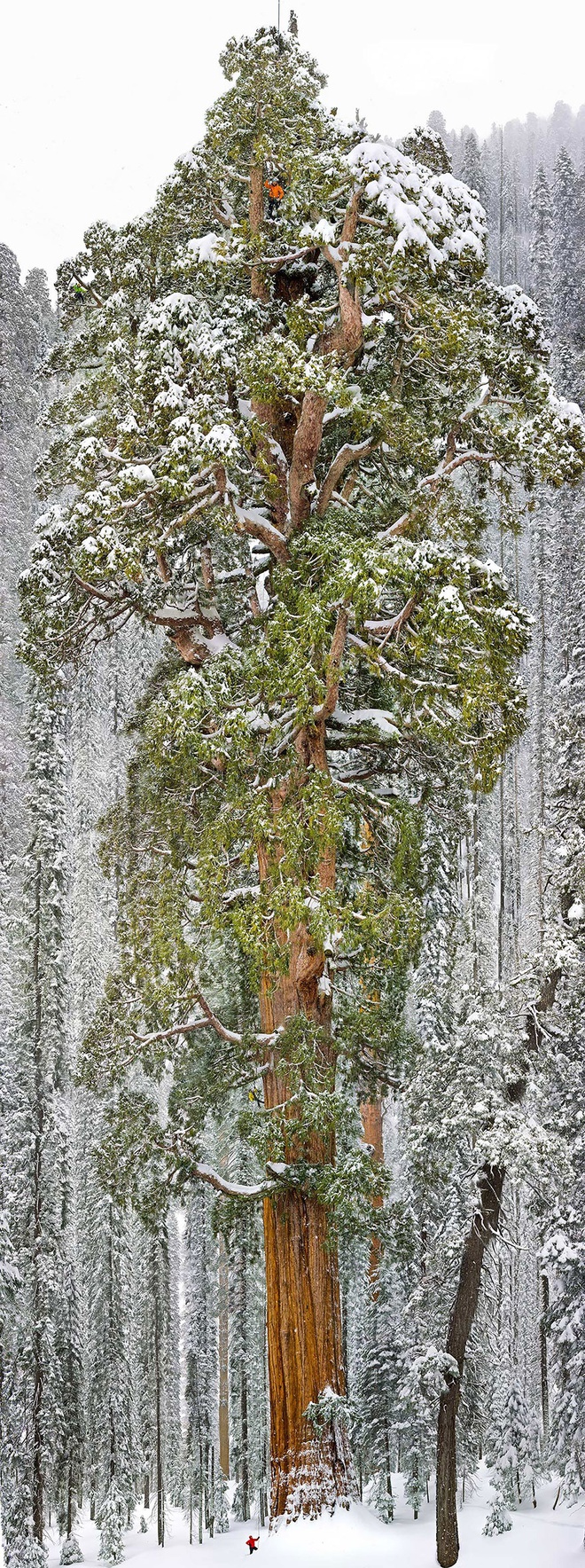 
Đây là cái cây lớn thứ 3 thế giới, nó là cây củ tùng, hiện đang ở California
