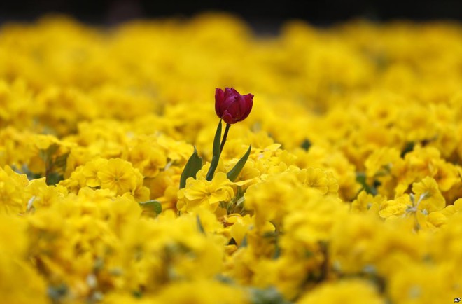 Bông hoa tu-líp đỏ nổi bật giữa thảm hoa màu vàng trong một công viên ở thành phố London, Anh.
