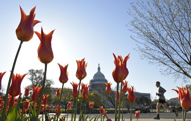 
Người đàn ông chạy qua lối hoa tu líp trước tòa nhà quốc hội ở thành phố Washington, Mỹ.

