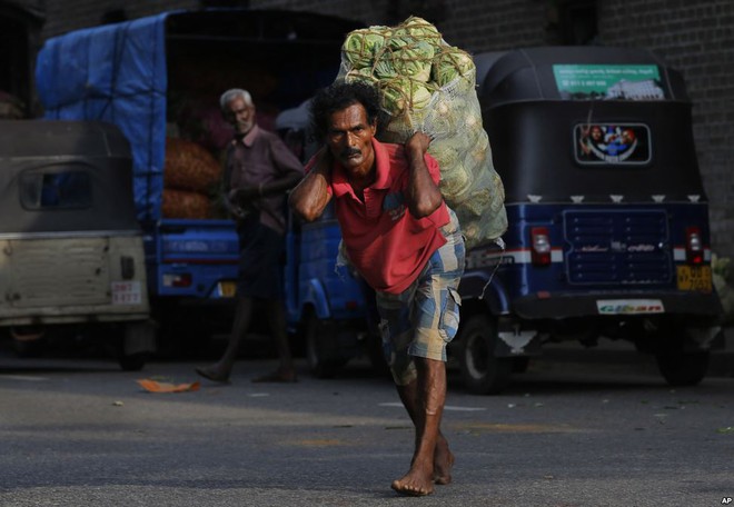 Người lao động vác bao tải cải bắp trên lưng tại thành phố Colombo, Sri Lanka.