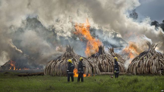 Lính cứu hỏa tiêu hủy một số lượng lớn ngà voi trong vườn quốc gia Nairobi, Kenya.