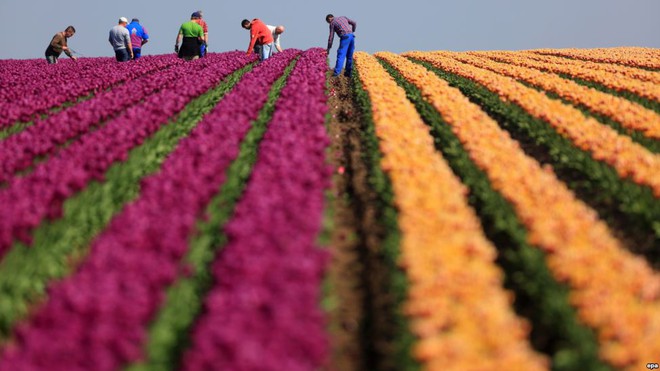 Công nhân thu hoạch hoa tu líp trên cánh đồng gần thành phố Blumenberg, Đức.